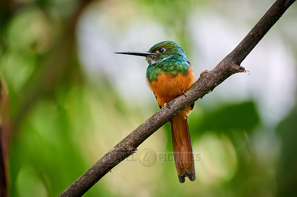 rufous-tailed jacamar (Galbula ruficauda)