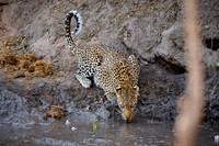 African leopard drinking at a mud pool