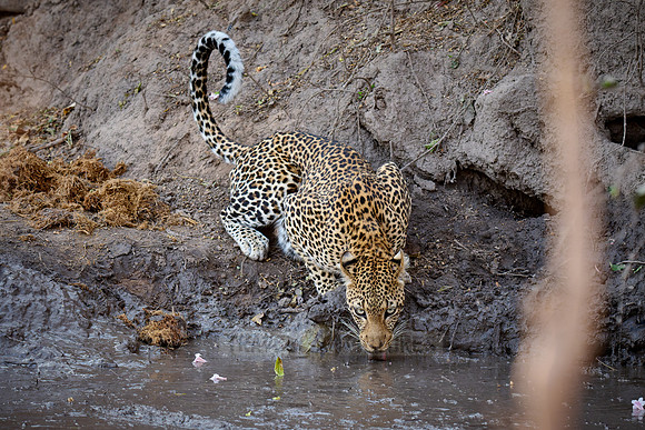 African leopard drinking at a mud pool