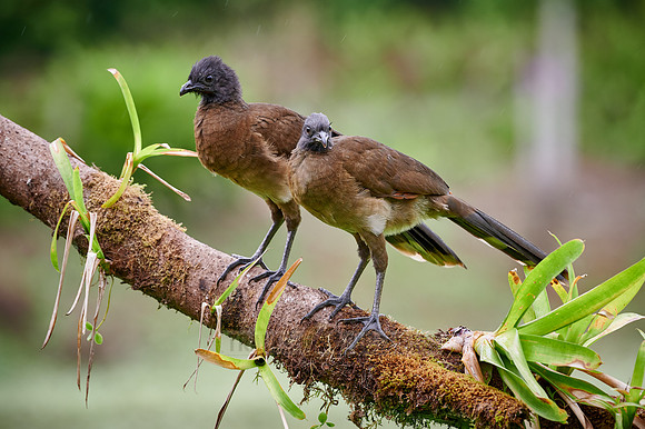 two grey-headed chachalaca (Ortalis cinereiceps)