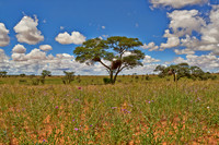 landscape with acacia tree in Kalahari