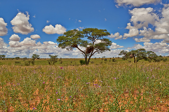 landscape with acacia tree in Kalahari