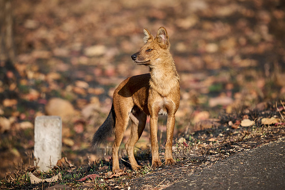 dhole (Cuon alpinus) or indian wild dog