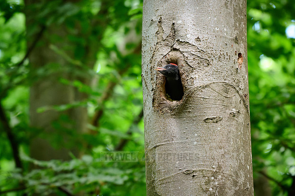 young black woodpecker (Dryocopus martius)