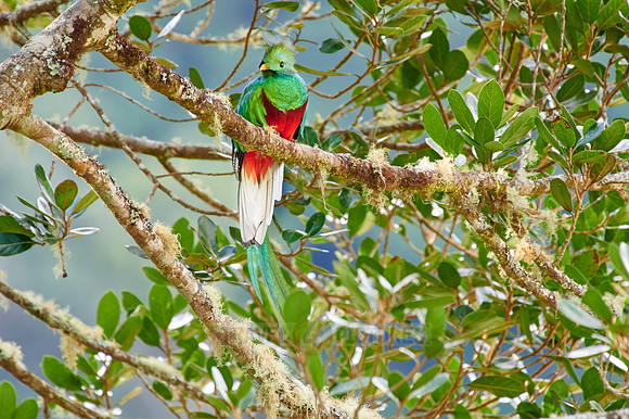 brightly colorful male Resplendent quetzal on a wild avocado tree
