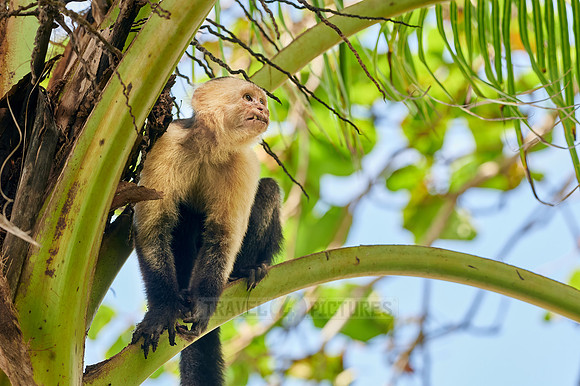 Panamanian white-faced capuchin (Cebus imitator)|