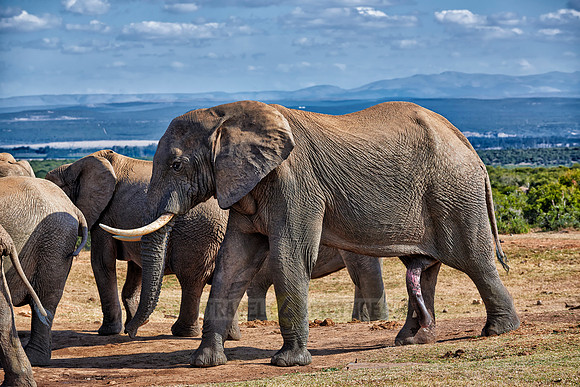 big male African bush elephant