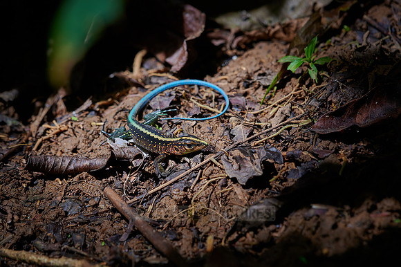 Central American whiptail or festive amaiva (Holcosus festivus)