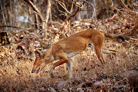 dhole (Cuon alpinus) or indian wild dog