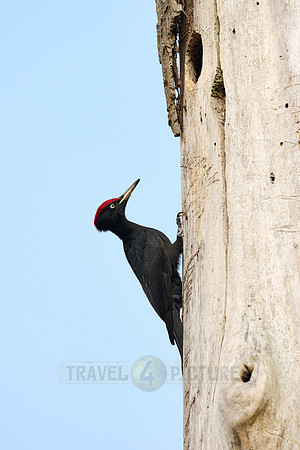 black woodpecker (Dryocopus martius)