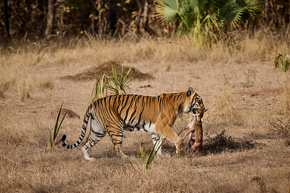Tiger with prey in mouth