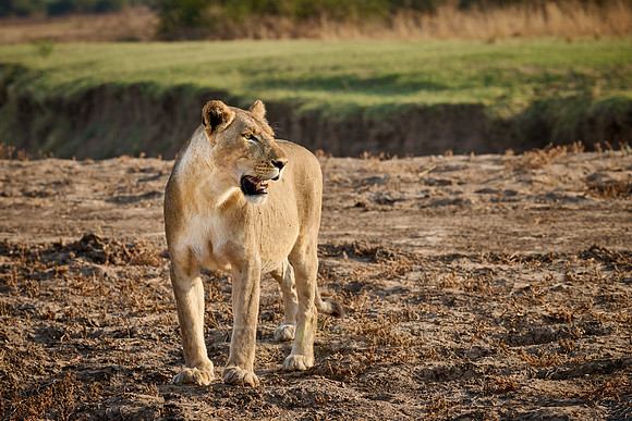 lioness (Panthera leo)