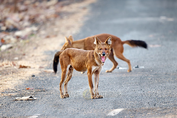 pack of dhole (Cuon alpinus) or indian wild dog