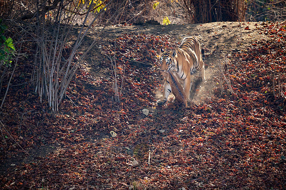 Tiger with prey in mouth