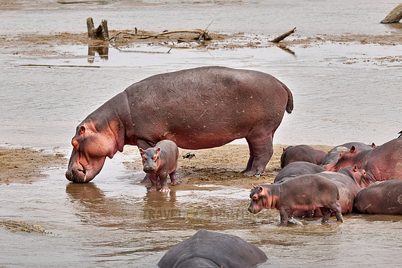 herd of hippos (Hippopotamus amphibius) with babys in Luangwa river