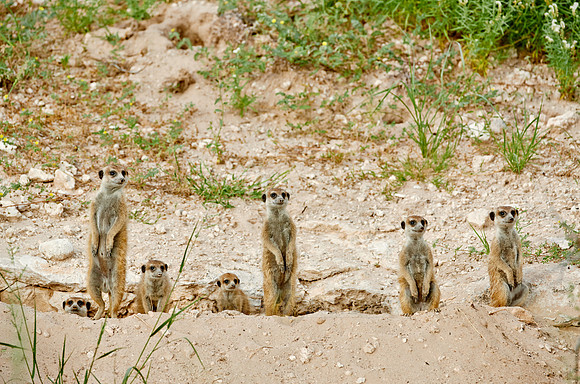 meerkat or suricate, Suricata suricatta