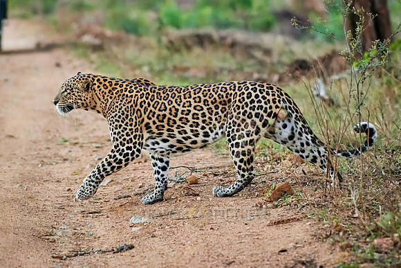 Indian leopard (Panthera pardus fusca)