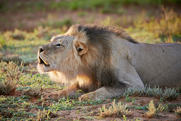 roaring male lion (Panthera leo)