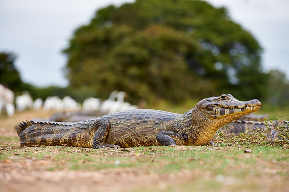 yacare caiman