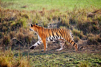 Bengal tiger (Panthera tigris tigris)