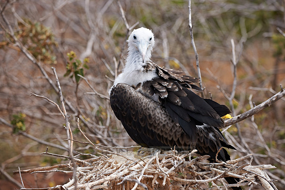 young Frigatebird, Fregatidae, Fregata