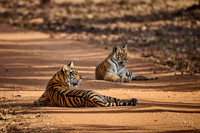 two Bengal tiger cubs (Panthera tigris tigris)