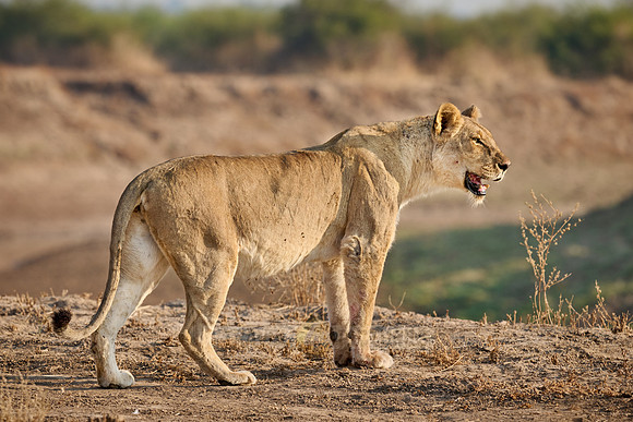 lioness (Panthera leo)