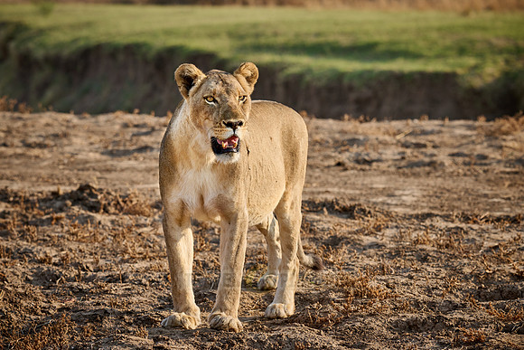 lioness (Panthera leo)