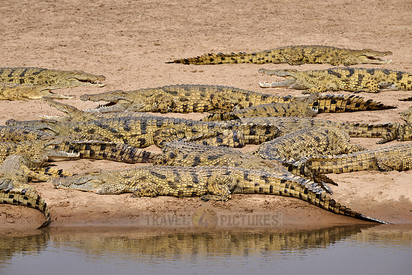 Large group of Nile crocodiles (Crocodylus niloticus) on a sandbank of the Luangwa River