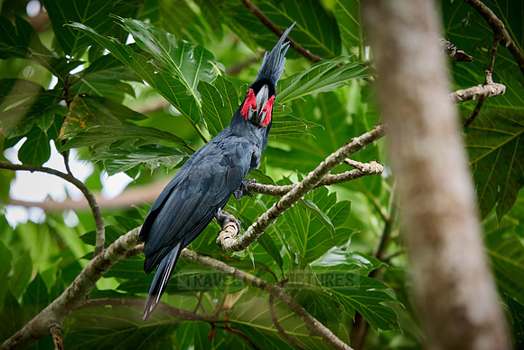 palm cockatoo (Probosciger aterrimus), also known as the goliath cockatoo or great black cockatoo