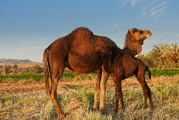 young black camel with mother