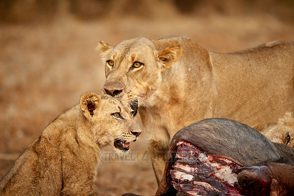 pride of lioness (Panthera leo) at buffalo kill