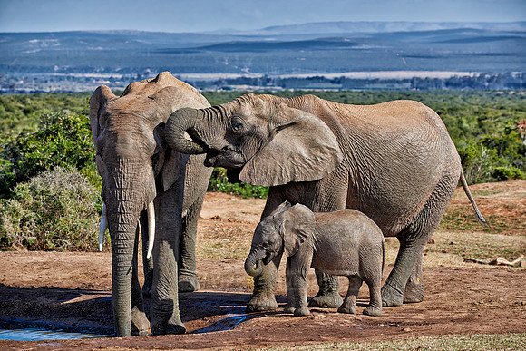 elephants with youngster