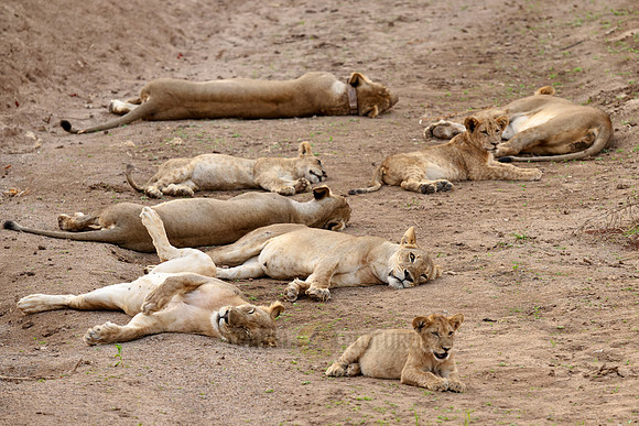 pride of lion (Panthera leo)