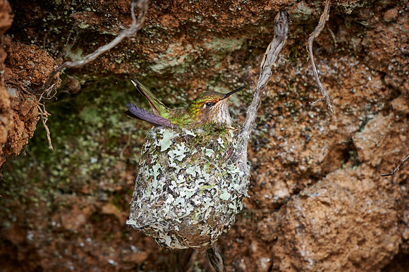 female scintillant hummingbird (Selasphorus scintilla) in nest