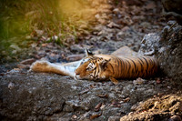 Bengal tiger (Panthera tigris tigris)