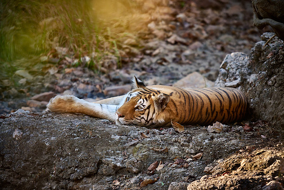 Bengal tiger (Panthera tigris tigris)