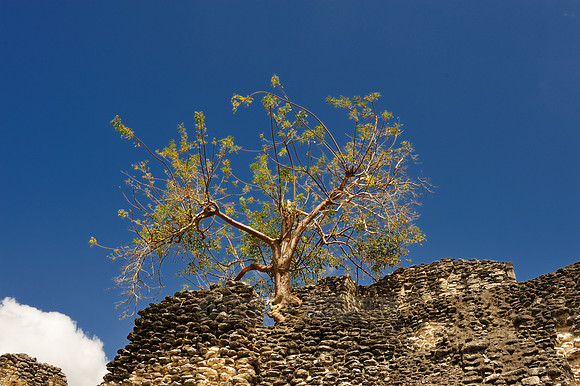 in wall grown tree