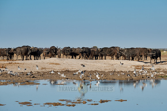 herd of African buffalos at waterhole