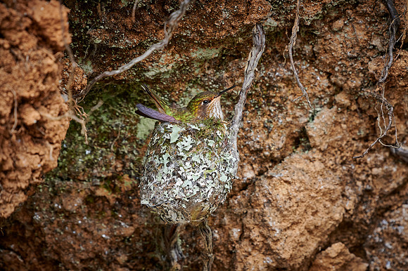 female scintillant hummingbird (Selasphorus scintilla) in nest