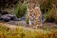 Bengal tiger (Panthera tigris tigris)