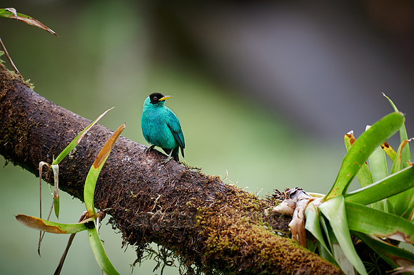 male green honeycreeper (Chlorophanes spiza)