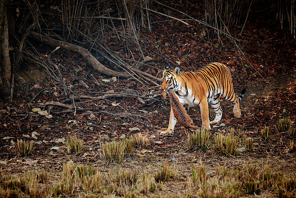Tiger with prey in mouth