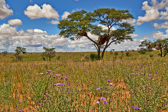 Landschaft im Kgalagadi Transfrontier Park |landscape in Kgalagadi Transfrontier Park|