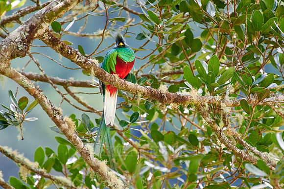 brightly colorful male Resplendent quetzal on a wild avocado tree