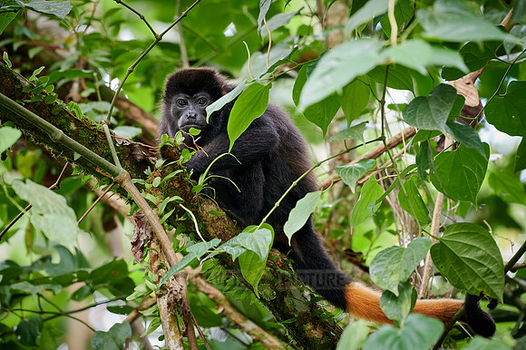 mantled howler (Alouatta palliata)