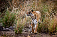 Bengal tiger (Panthera tigris tigris)