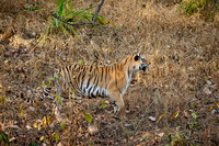 Bengal tiger (Panthera tigris tigris)