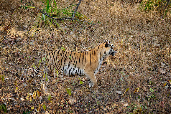 Bengal tiger (Panthera tigris tigris)