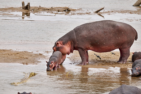 crocodile near hippo (Hippopotamus amphibius) with baby in Luangwa river